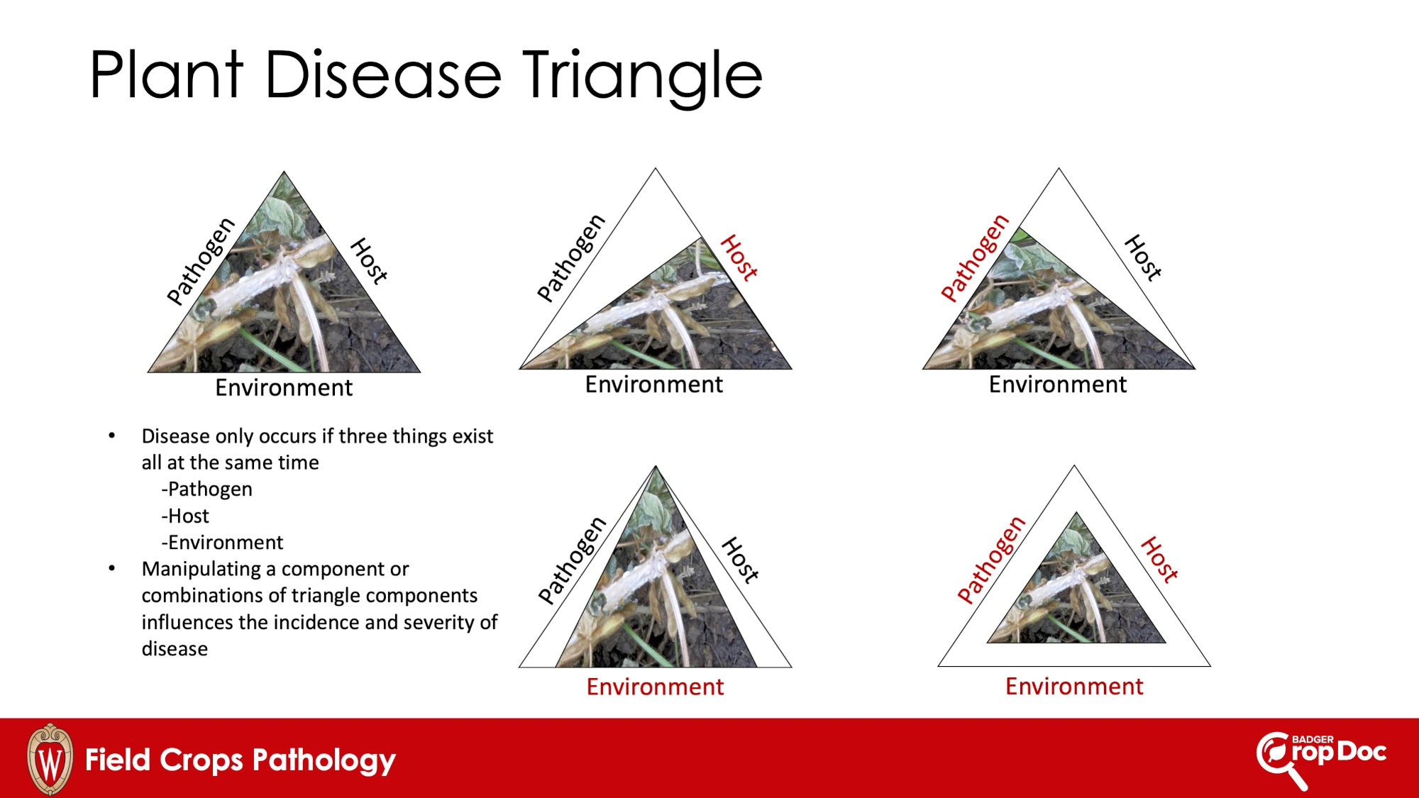 Disease-Traingle