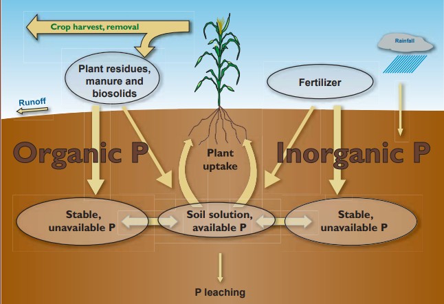 Figure 1. The Phosphorus Cycle (Sturgul & Bundy, 2004).