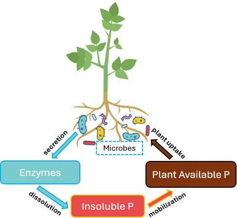 Figure 3. The mineralization process mediated by enzyme-secreting microbes.