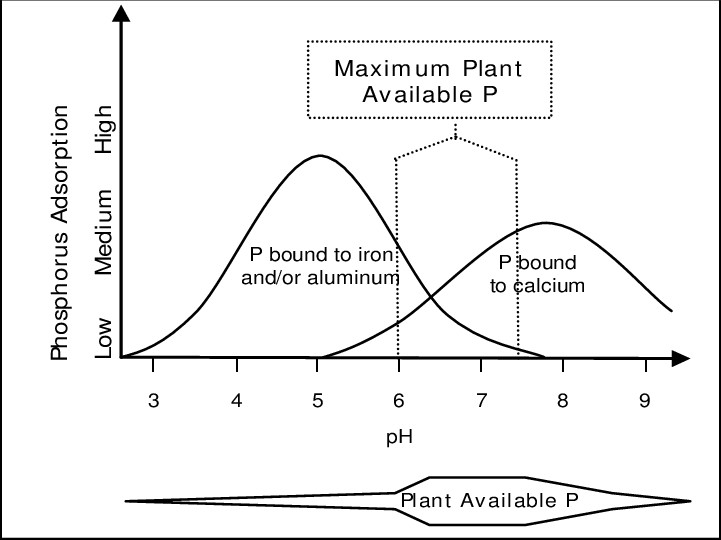 Figure 2. The impact of soil pH on P availability (Hyland, 2004).