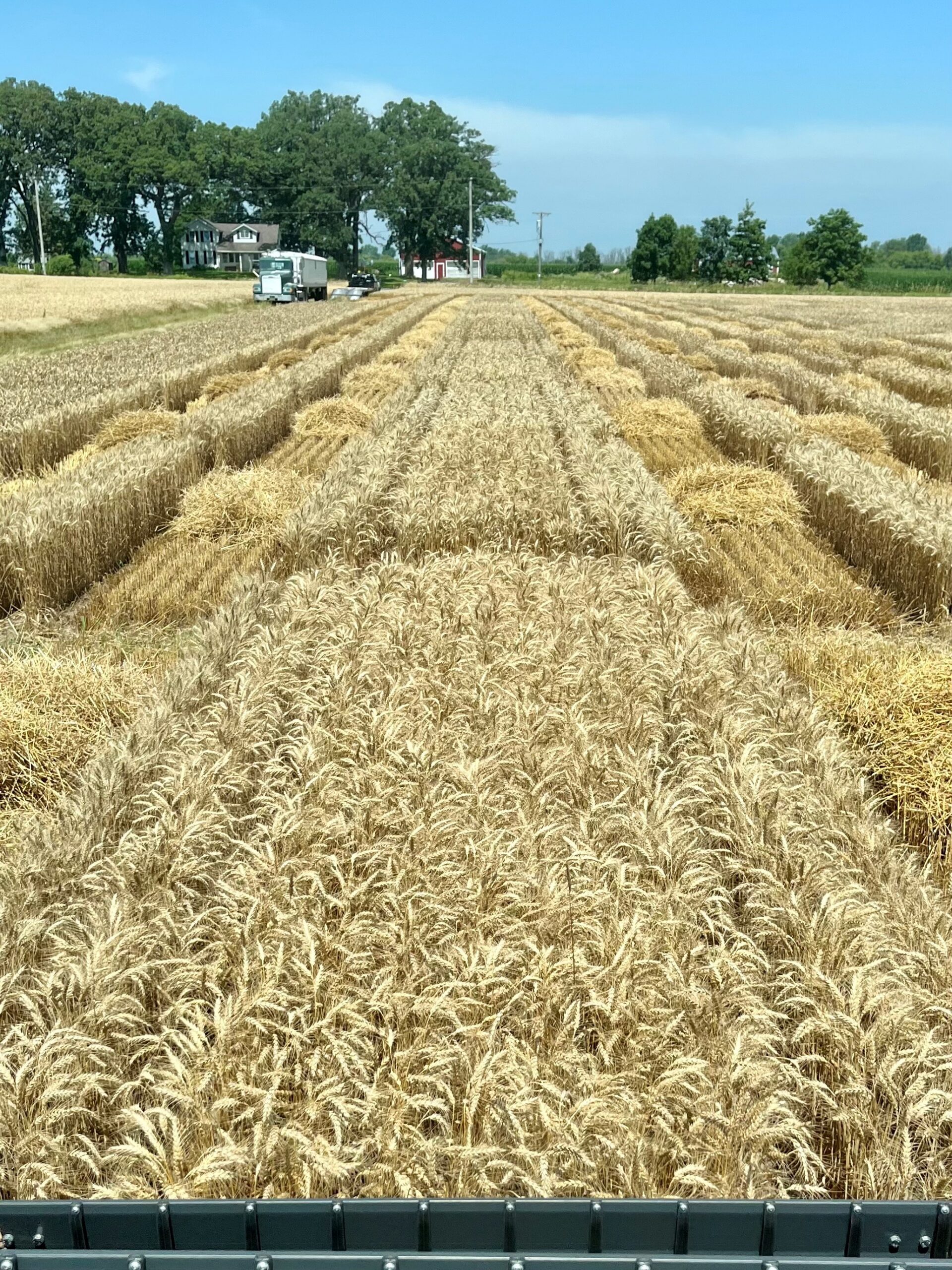Last pass harvesting wheat in FDL Last pass harvesting wheat in FDL