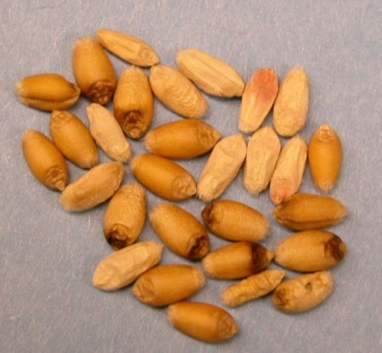 Image 1. Scabby and Tombstone Kernels