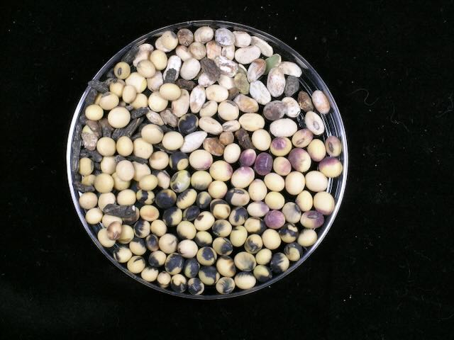 Soybean Seed pathology 1